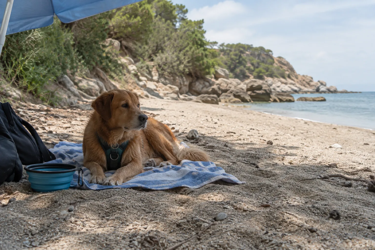 Un chien se repose sur une serviette dans un coin calme de la plage, près d’une gamelle et à l’ombre.
