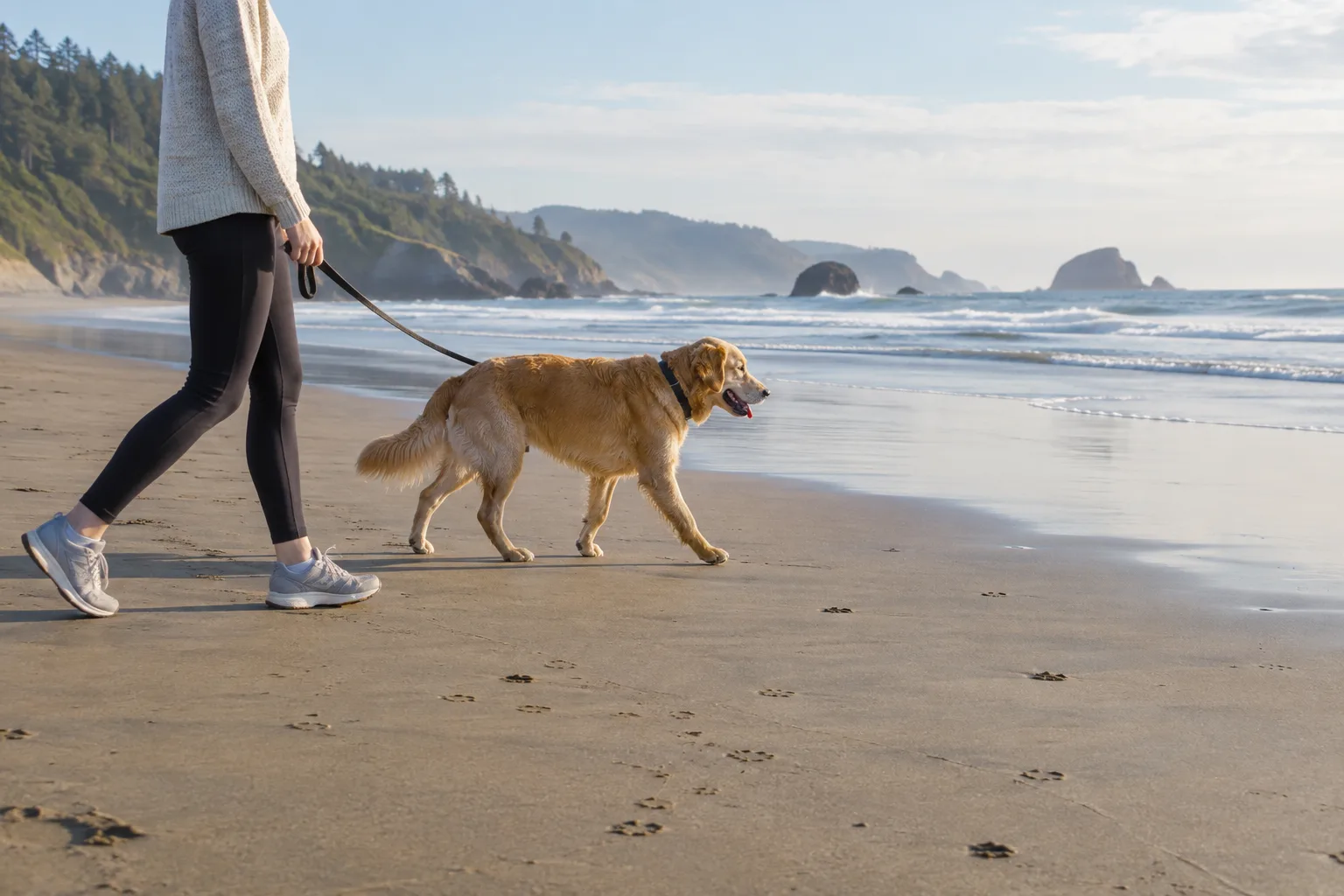 Un chien marche près de son propriétaire sur une plage calme.