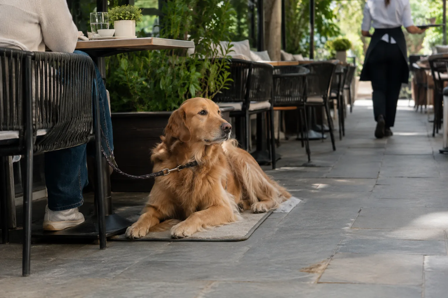 Un chien est installé sur son tapis près d’une table, à l’écart de l’allée.