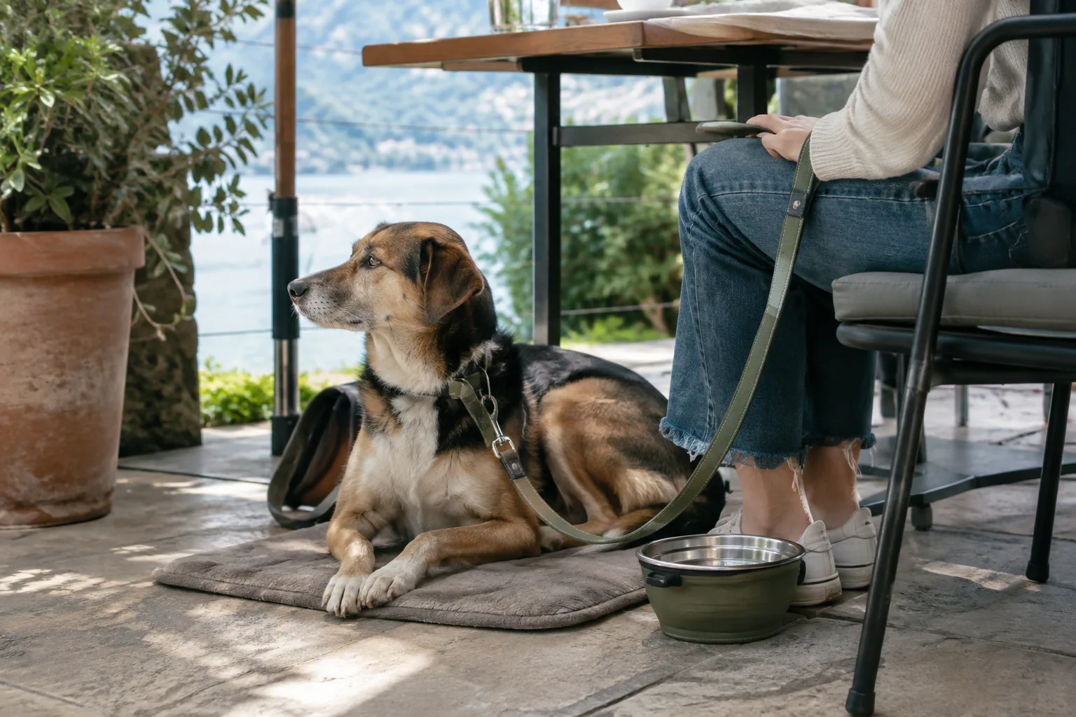 Un chien en laisse se repose à l’ombre sous une table de terrasse.